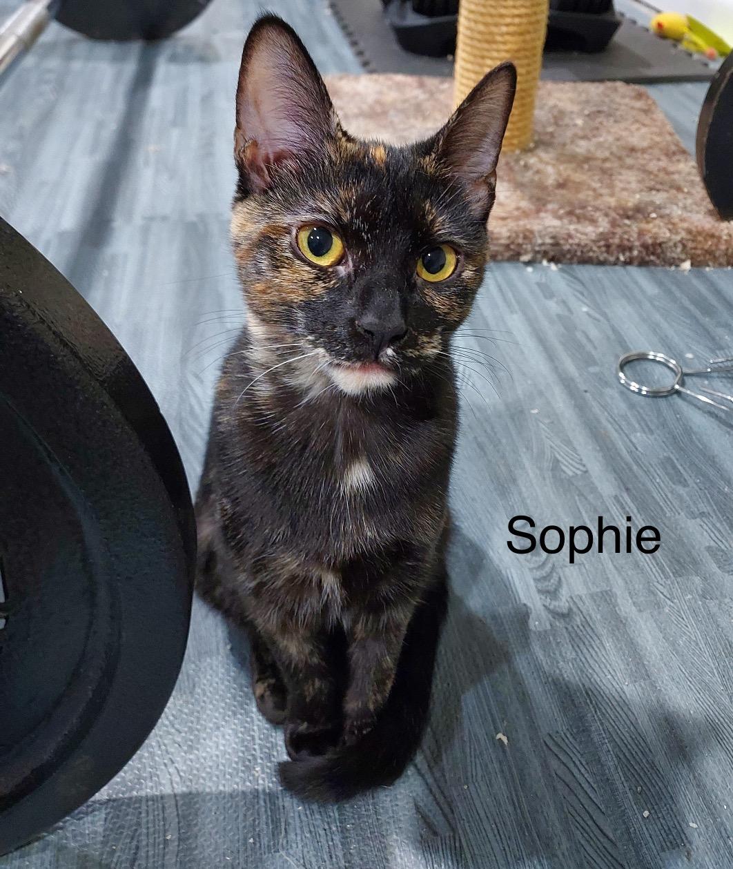 Sophie