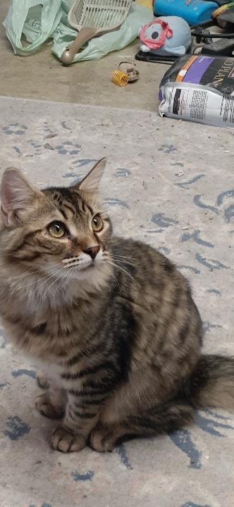 Enlarge Mischy, an adopted mixed breed in Richmond, VA image 1/2