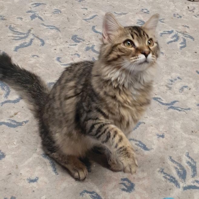 Enlarge Mischy, an adopted mixed breed in Richmond, VA image 2/2