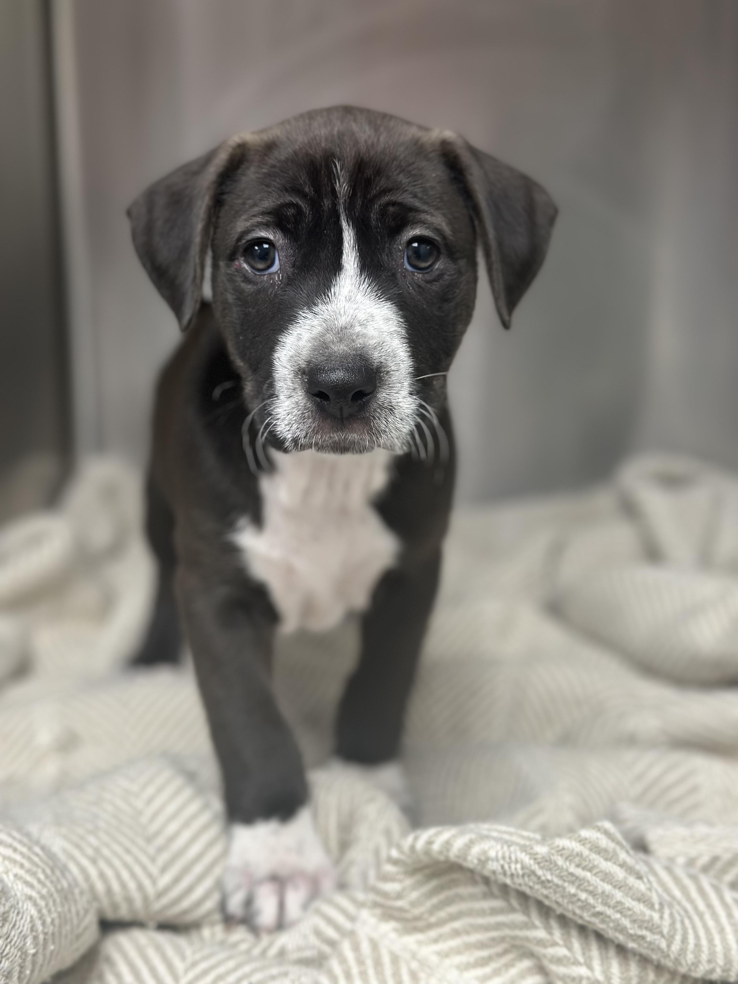 Enlarge Journey , a ADOPTABLE Mixed Breed in KANSAS CITY, KS image 1/2