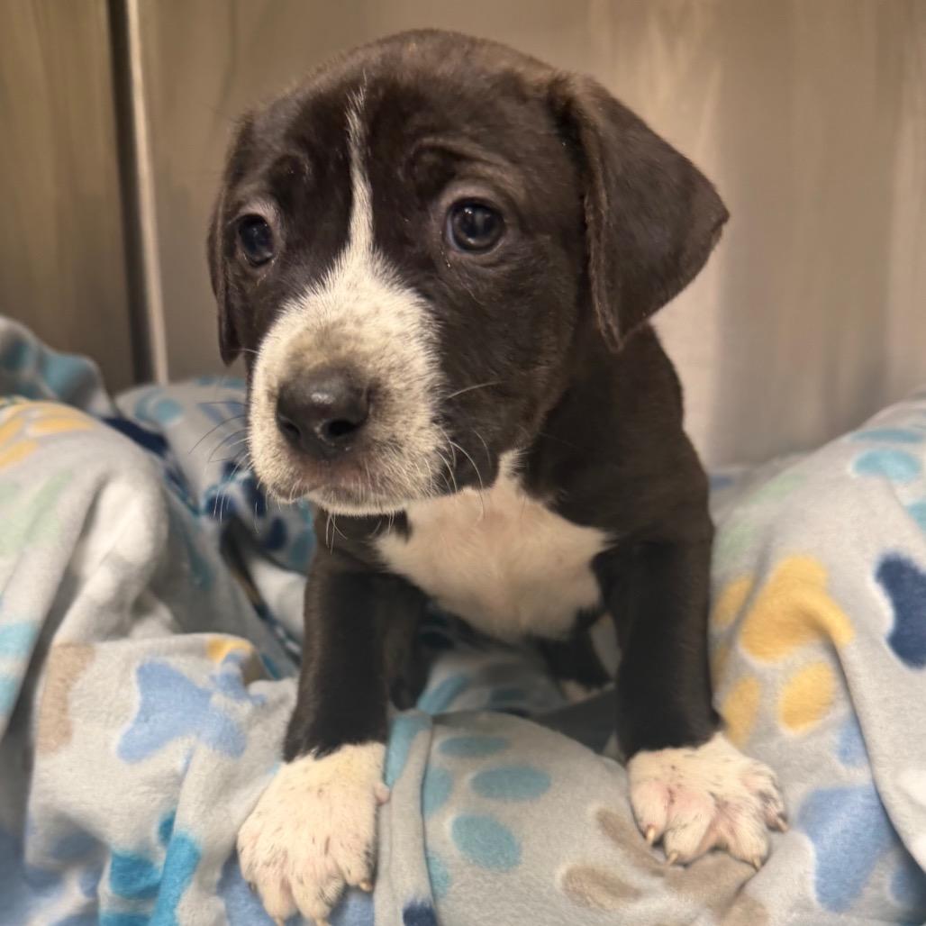 Enlarge Journey , a ADOPTABLE Mixed Breed in KANSAS CITY, KS image 2/2