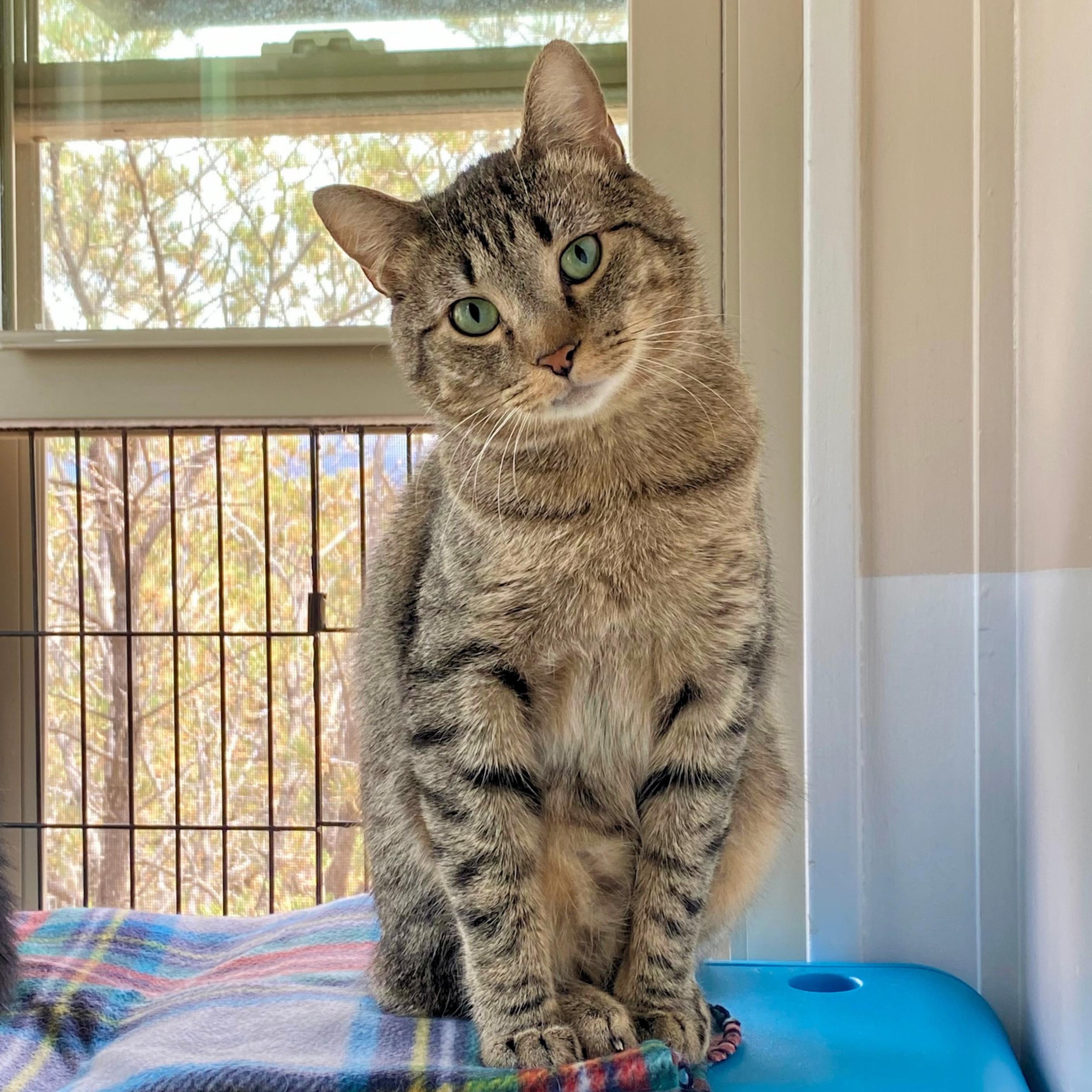 Blackburn, a Adoptable mixed breed in Santa Fe, NM image 2/4