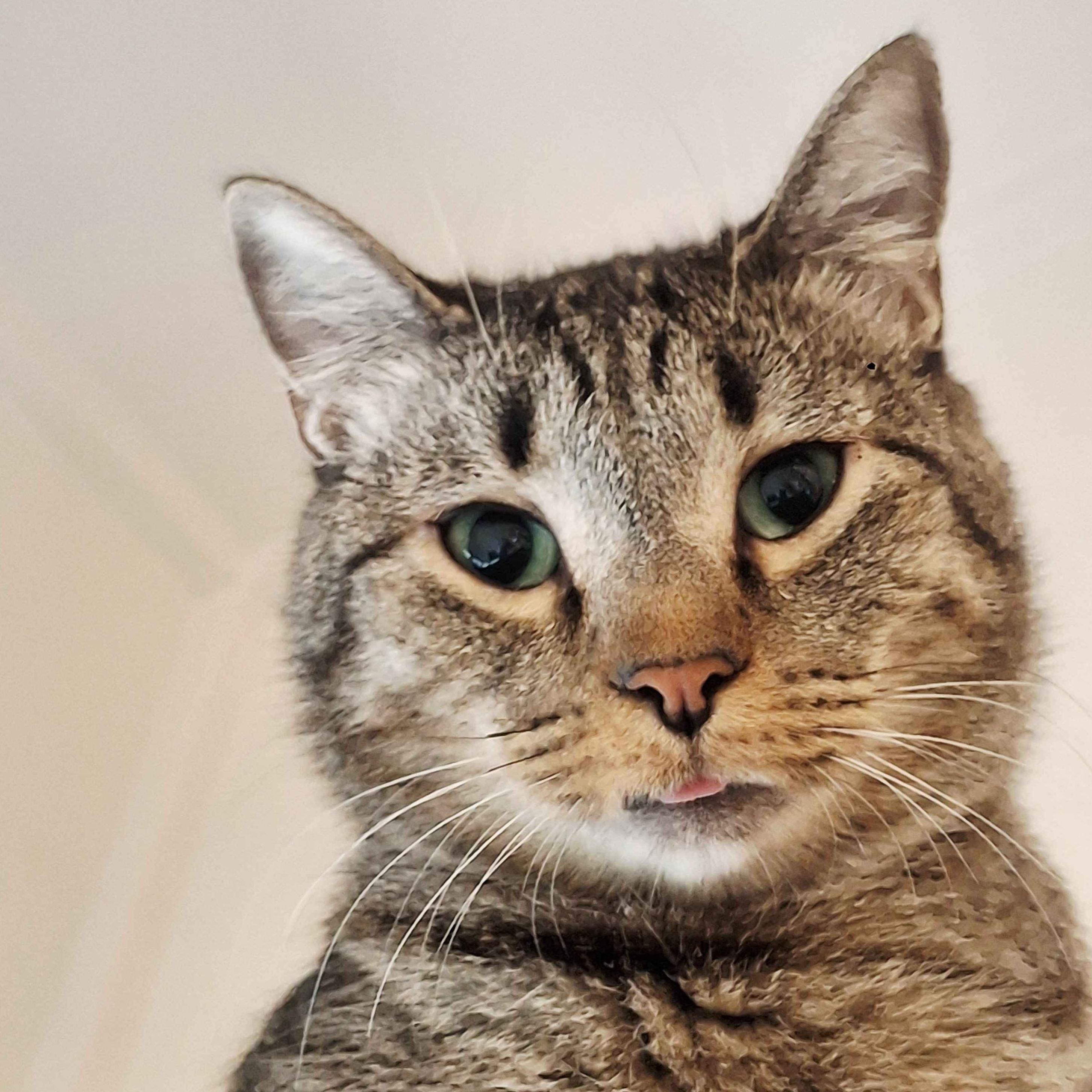 Enlarge Blackburn, a Adoptable mixed breed in Santa Fe, NM image 3/5