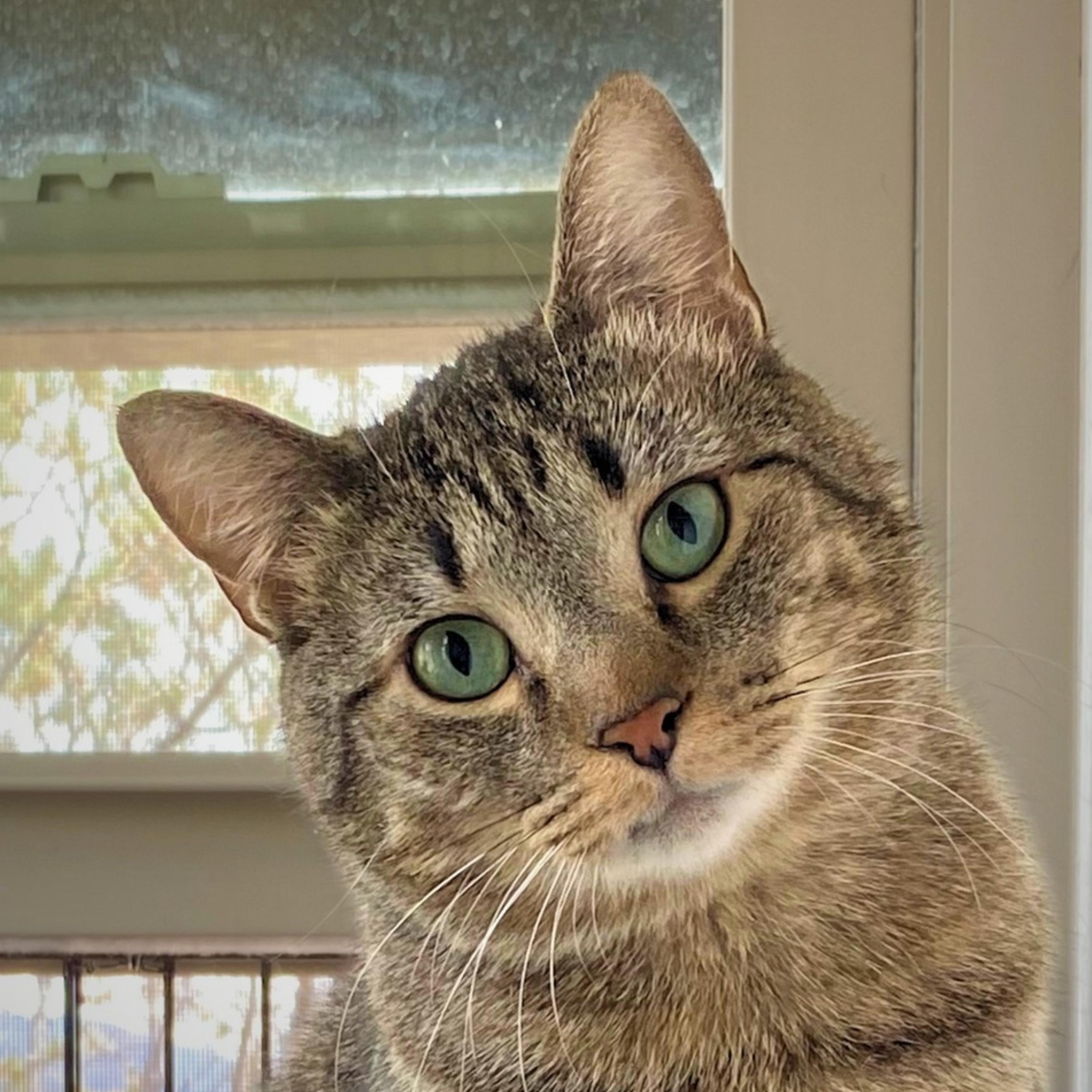 Blackburn, a Adoptable mixed breed in Santa Fe, NM image 3/4