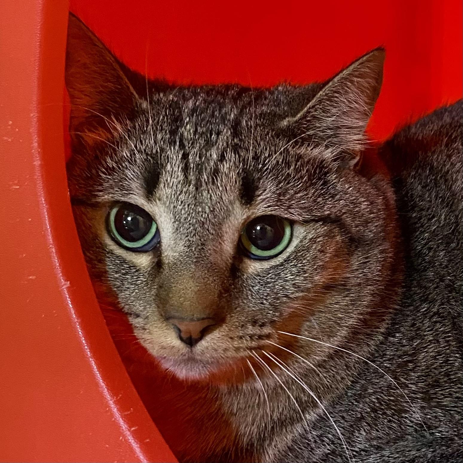 Blackburn, Adoptable, Young Male Domestic Short Hair.