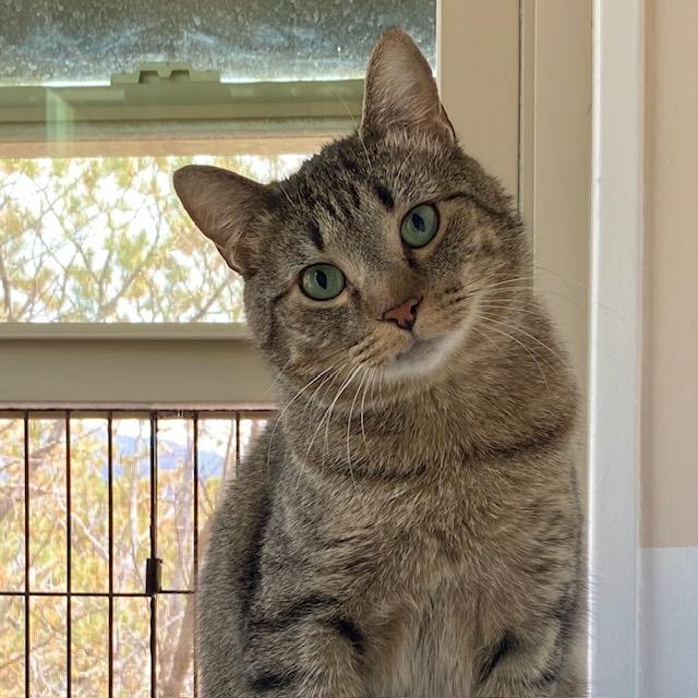 Blackburn, a Adoptable mixed breed in Santa Fe, NM image 1/3