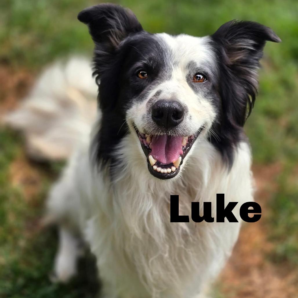 Enlarge Luke 260670, a Adoptable mixed breed in Escanaba, MI image 1/1