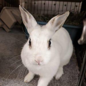 Enlarge Linda, a Adopted mixed breed in Great Neck, NY image 1/2