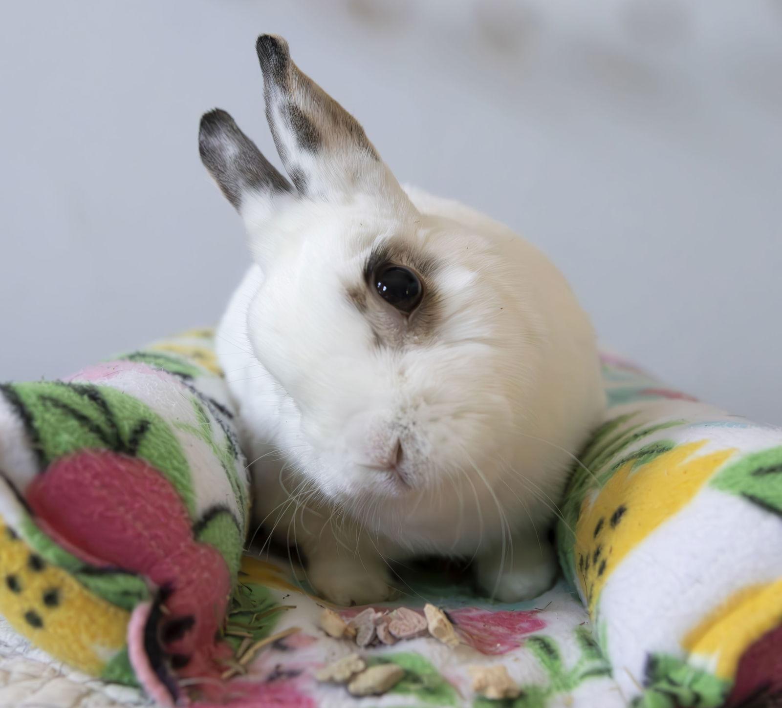 Enlarge Linda, a Adopted mixed breed in Great Neck, NY image 2/2