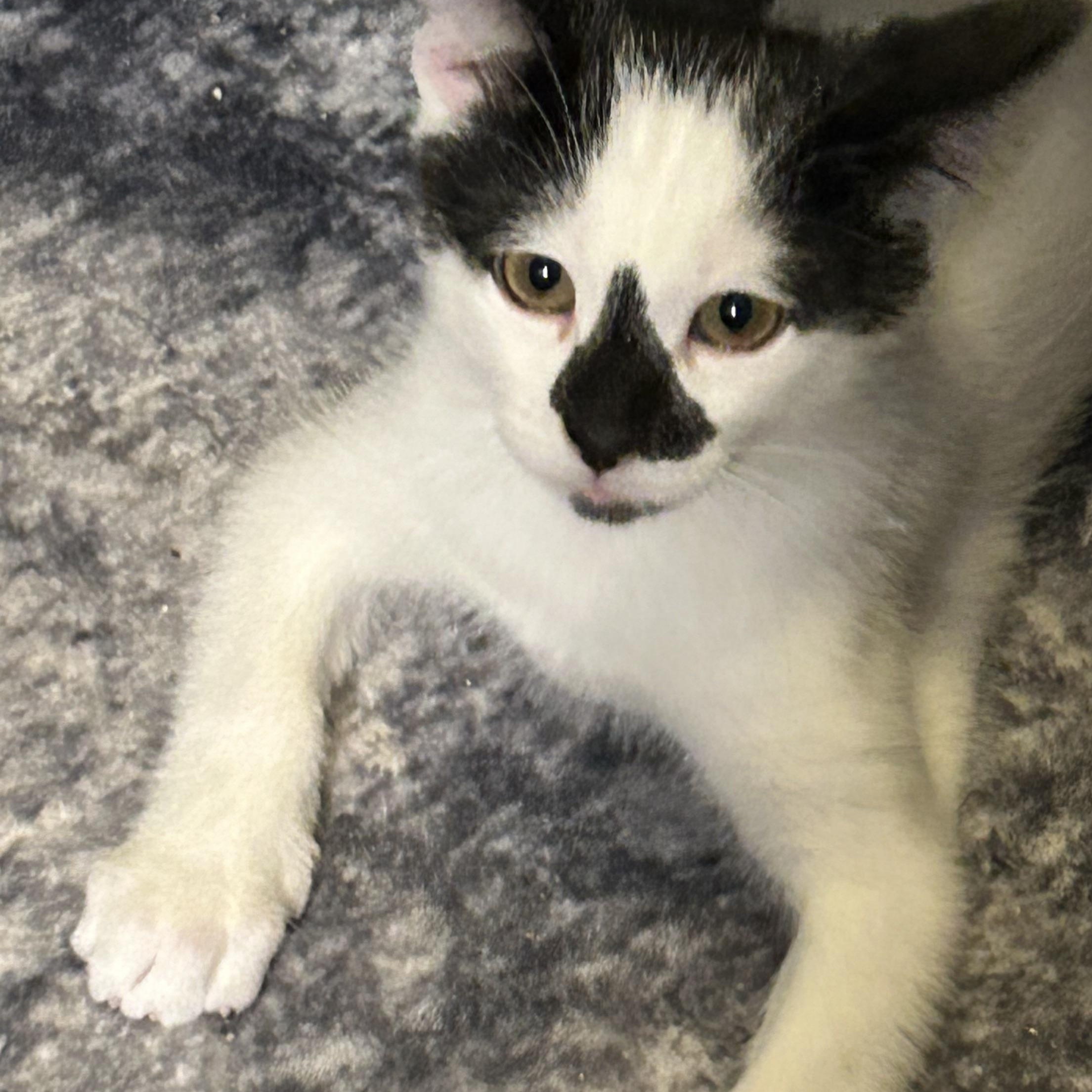 Chrysanthemum, Baby Male Domestic Short Hair