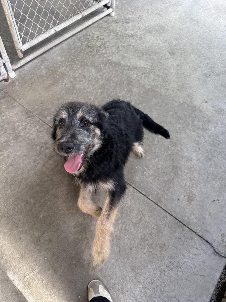 Enlarge BONNIE, a Adoptable mixed breed in Rochester, IN image 1/4