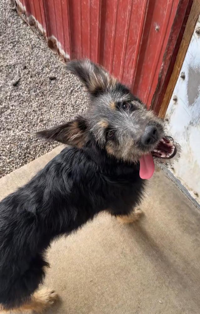 Enlarge BONNIE, a Adoptable mixed breed in Rochester, IN image 2/4