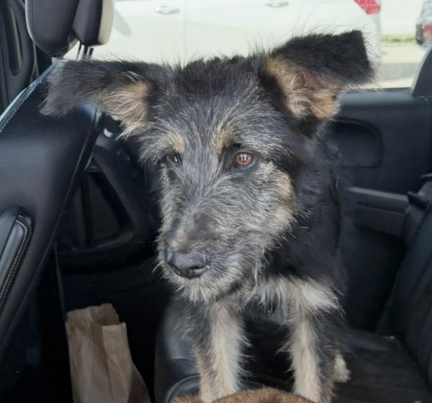 Enlarge BONNIE, a Adoptable mixed breed in Rochester, IN image 3/4