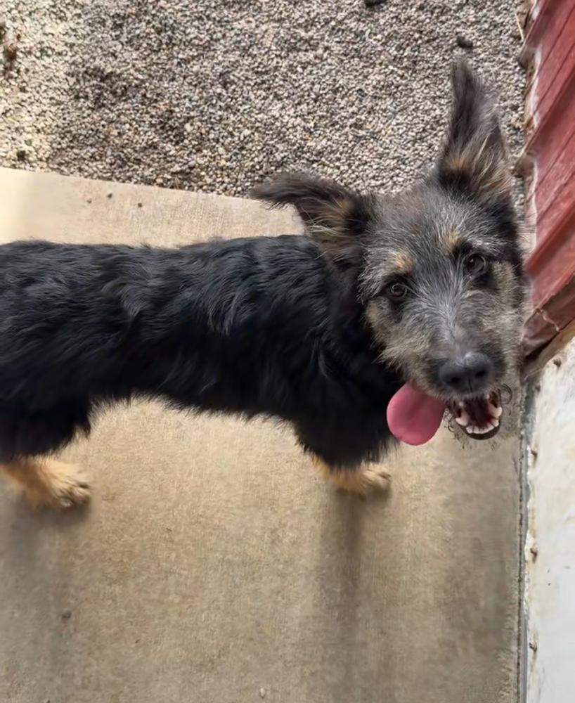 Enlarge BONNIE, a Adoptable mixed breed in Rochester, IN image 4/4