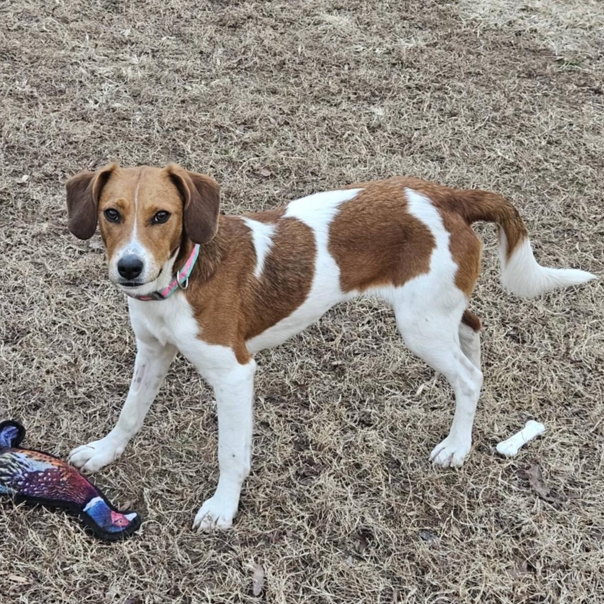 Enlarge Candice, a ADOPTABLE mixed breed in Hopkinton, MA image 4/6