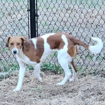 Enlarge Candice, a ADOPTABLE mixed breed in Hopkinton, MA image 6/6