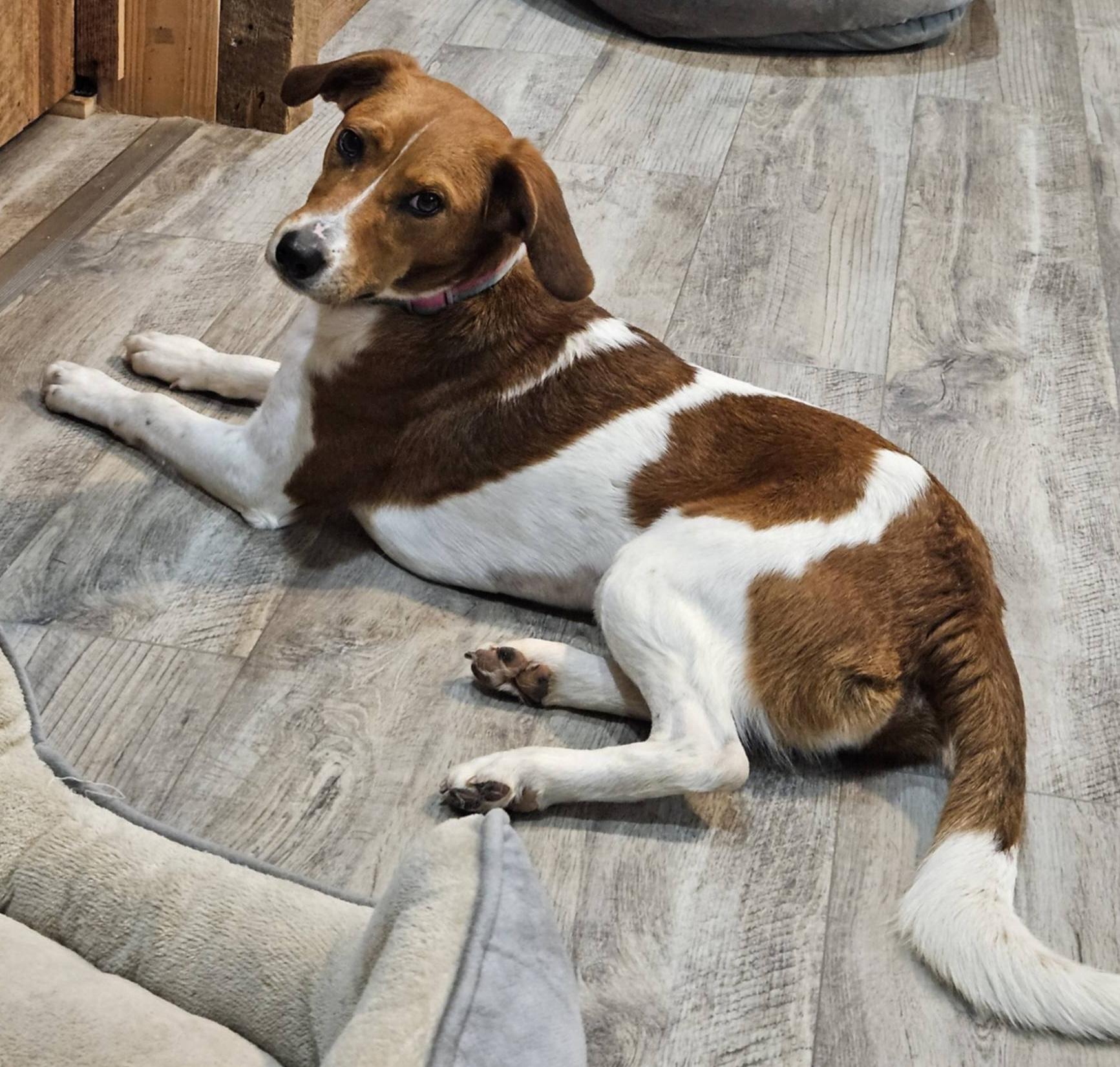 Enlarge Candice, a ADOPTABLE mixed breed in Hopkinton, MA image 3/6