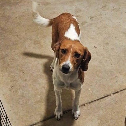 Enlarge Candice, a ADOPTABLE mixed breed in Hopkinton, MA image 5/6