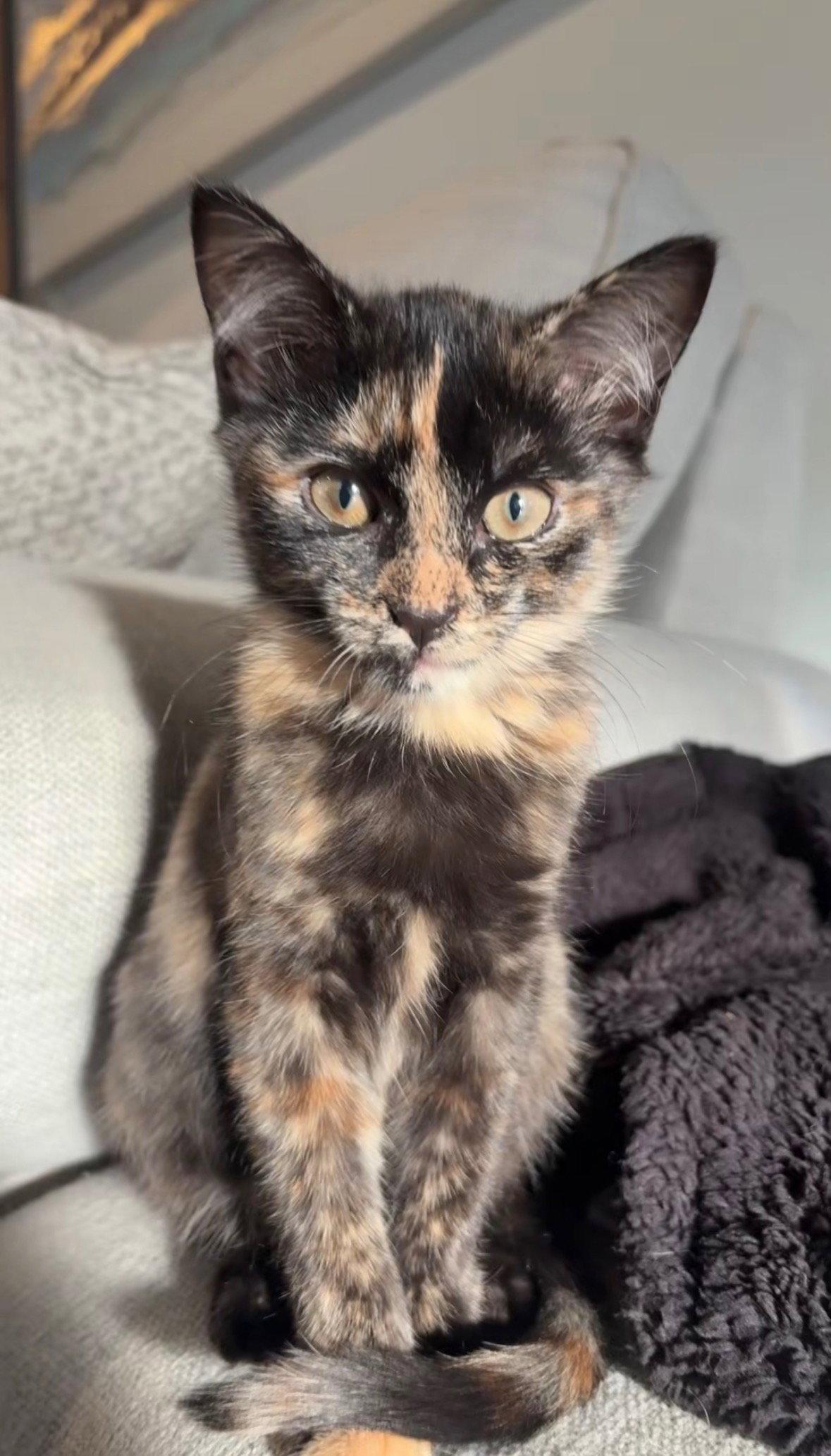Flora, Adoptable, Kitten Female Domestic Short Hair.