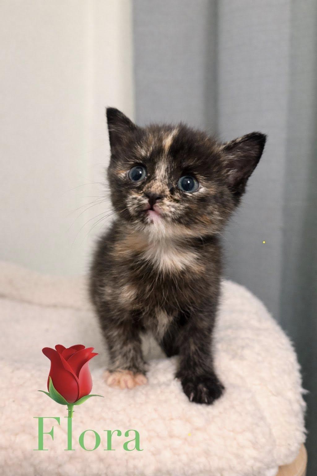 Flora, a Adoptable Domestic Short Hair in Lake Saint Louis, MO image 2/2