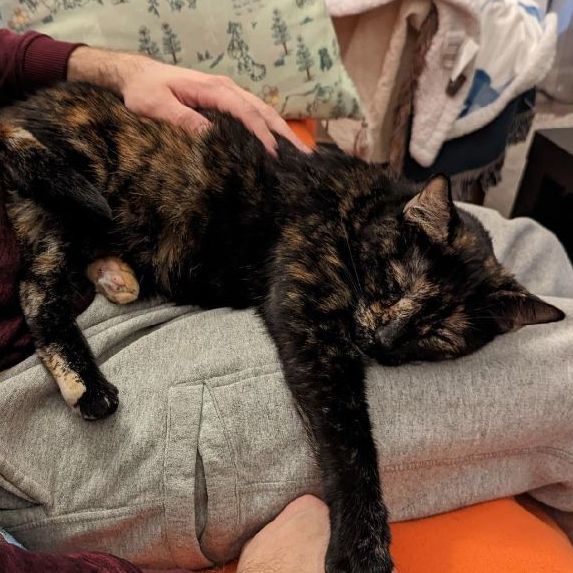 Elka, a Adoptable Tortoiseshell in Redondo Beach, CA image 2/7