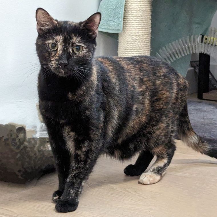 Elka, a Adoptable Tortoiseshell in Redondo Beach, CA image 3/7