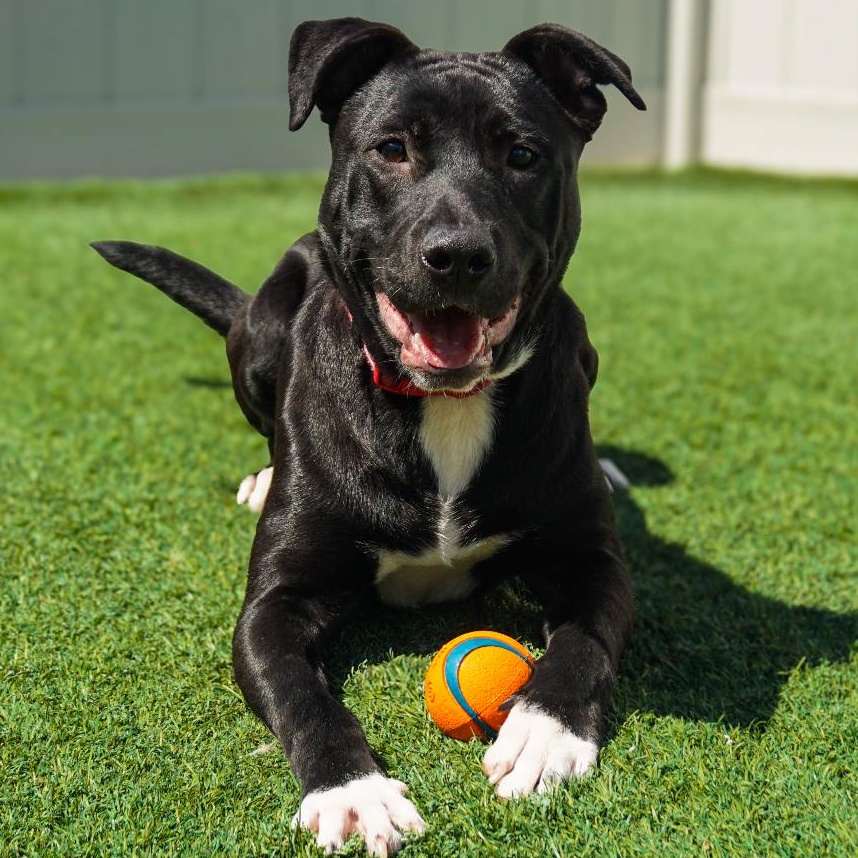 Arby, a ADOPTABLE mixed breed in York, PA image 2/5