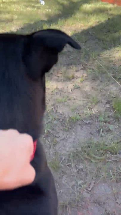 Enlarge Arby, a ADOPTABLE mixed breed in York, PA video 5/5