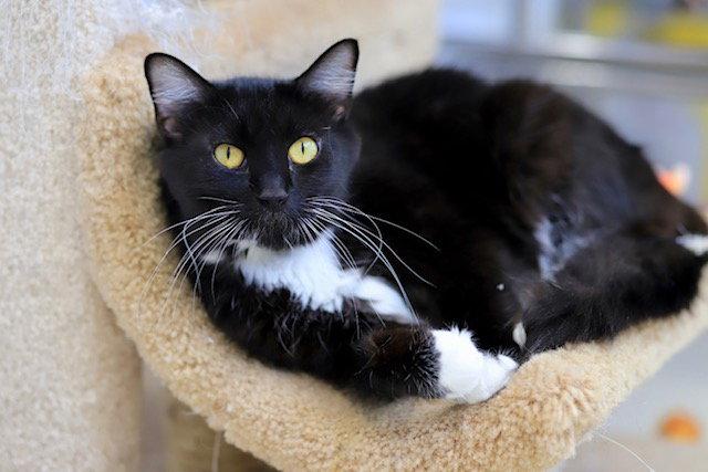 Blizzard, Adoptable, Adult Female Domestic Medium Hair.
