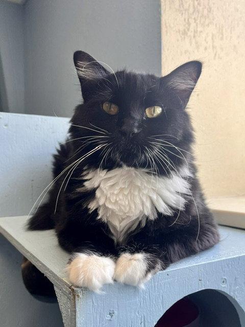 Blizzard, a Adoptable Domestic Medium Hair in Webster, WI image 2/3