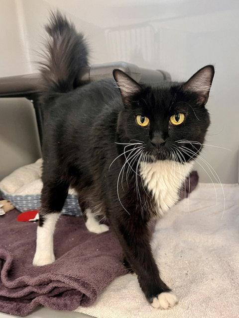 Enlarge Blizzard, a Adoptable Domestic Medium Hair in Webster, WI image 2/2