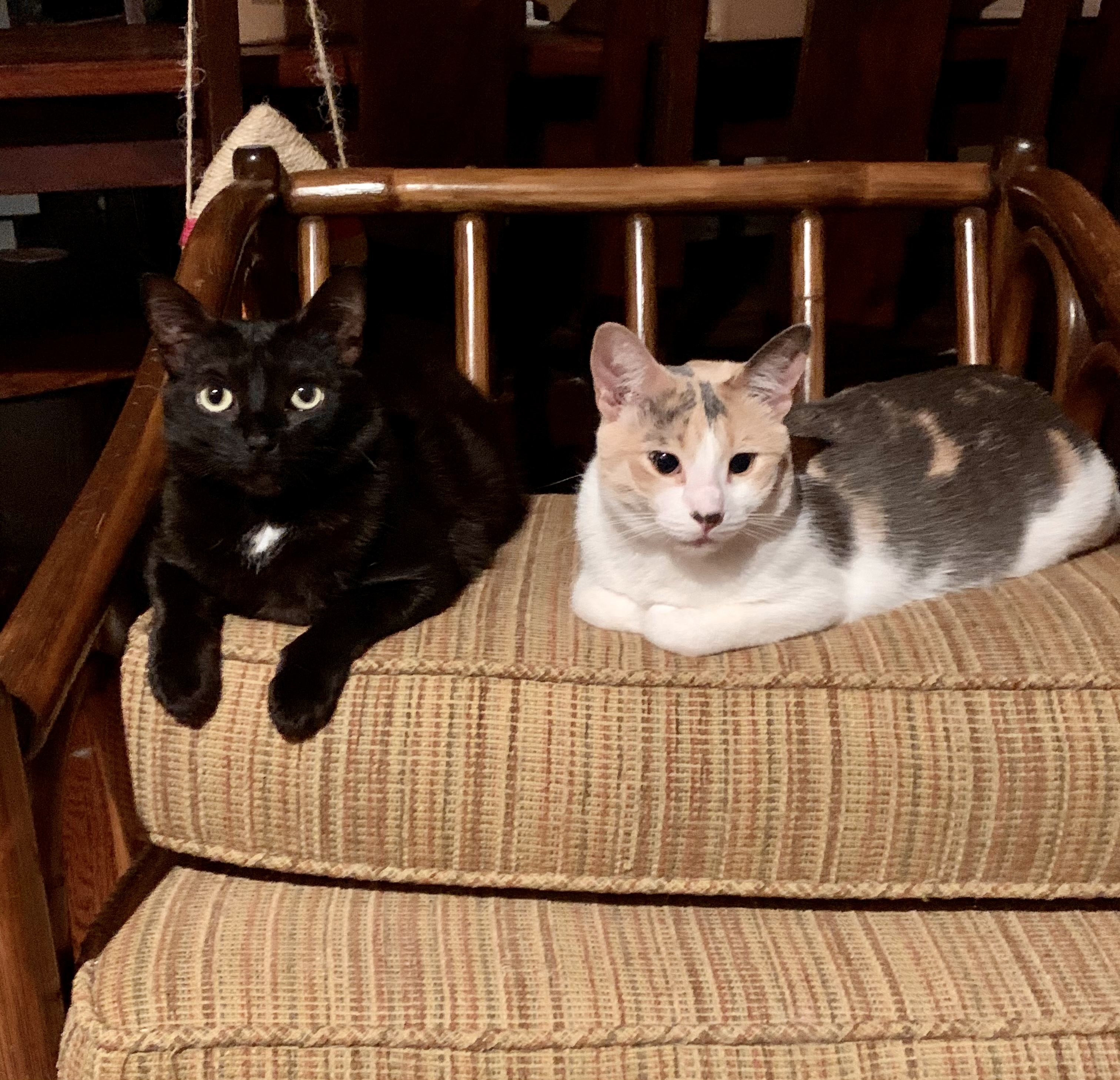 Smoky and Callie