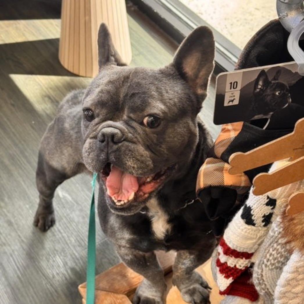 Enlarge I N C H W O R M, a Adoptable French Bulldog in Abbotsford, BC image 4/4