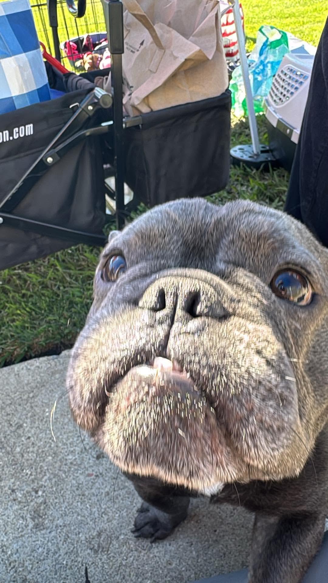 I N C H W O R M, Adoptable, Young Male French Bulldog.
