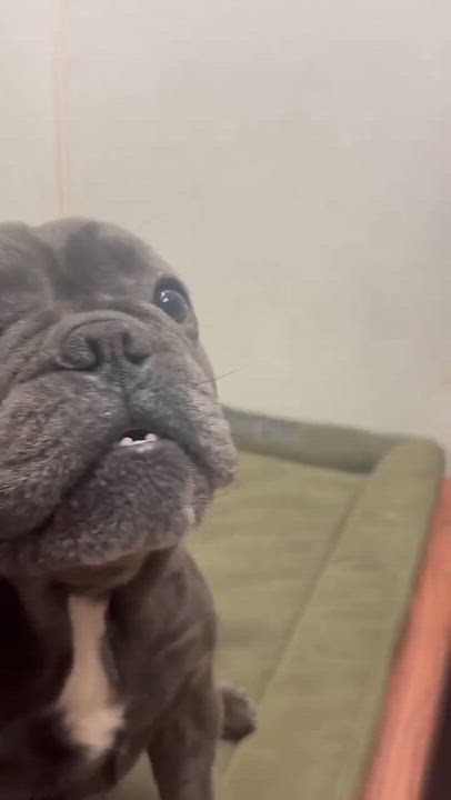 Enlarge I N C H W O R M, a Adoptable French Bulldog in Abbotsford, BC video 2/4