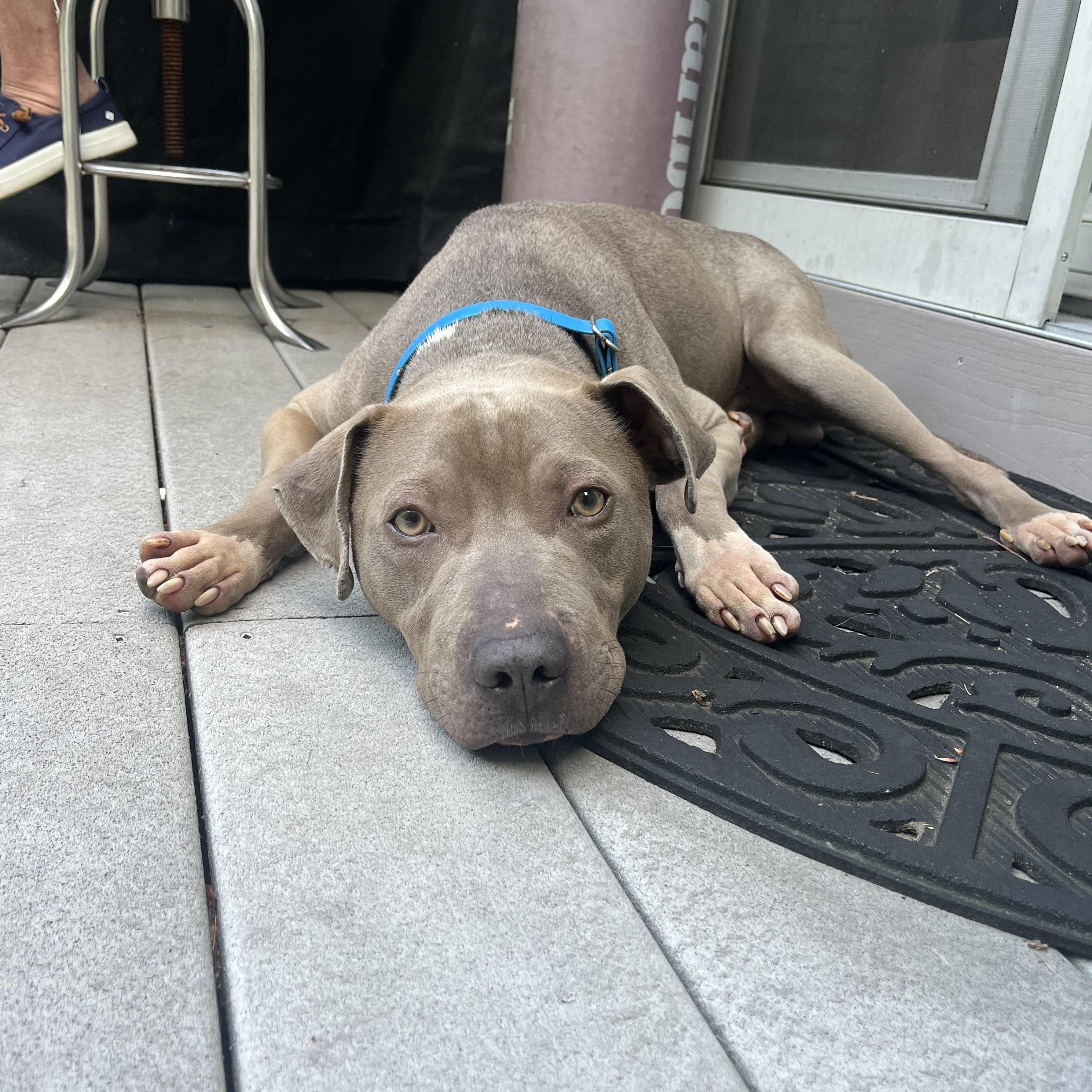 Enlarge BODIE, a ADOPTABLE mixed breed in Kennebunk , ME image 1/5