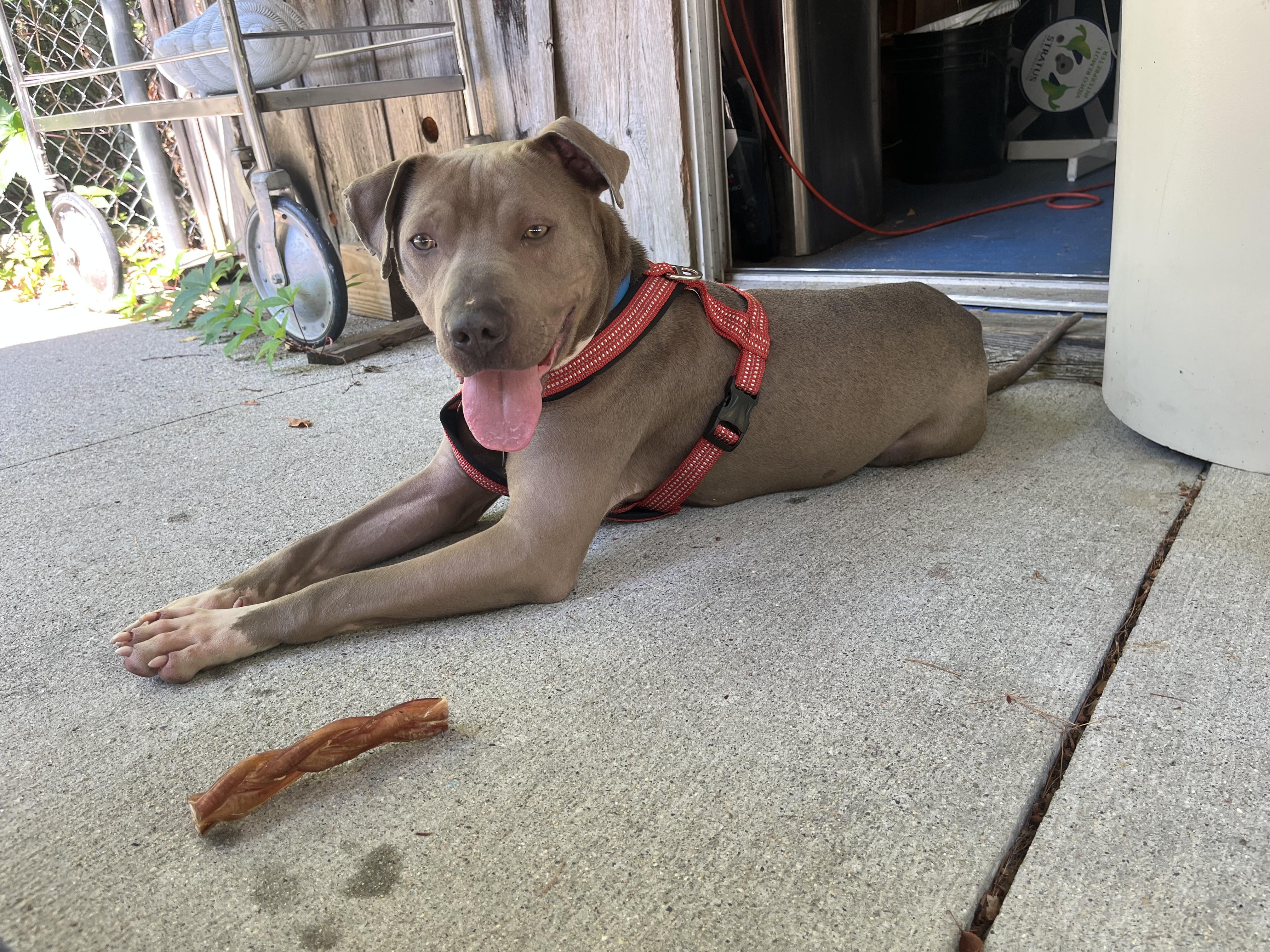 Enlarge BODIE, a ADOPTABLE mixed breed in Kennebunk , ME image 2/5