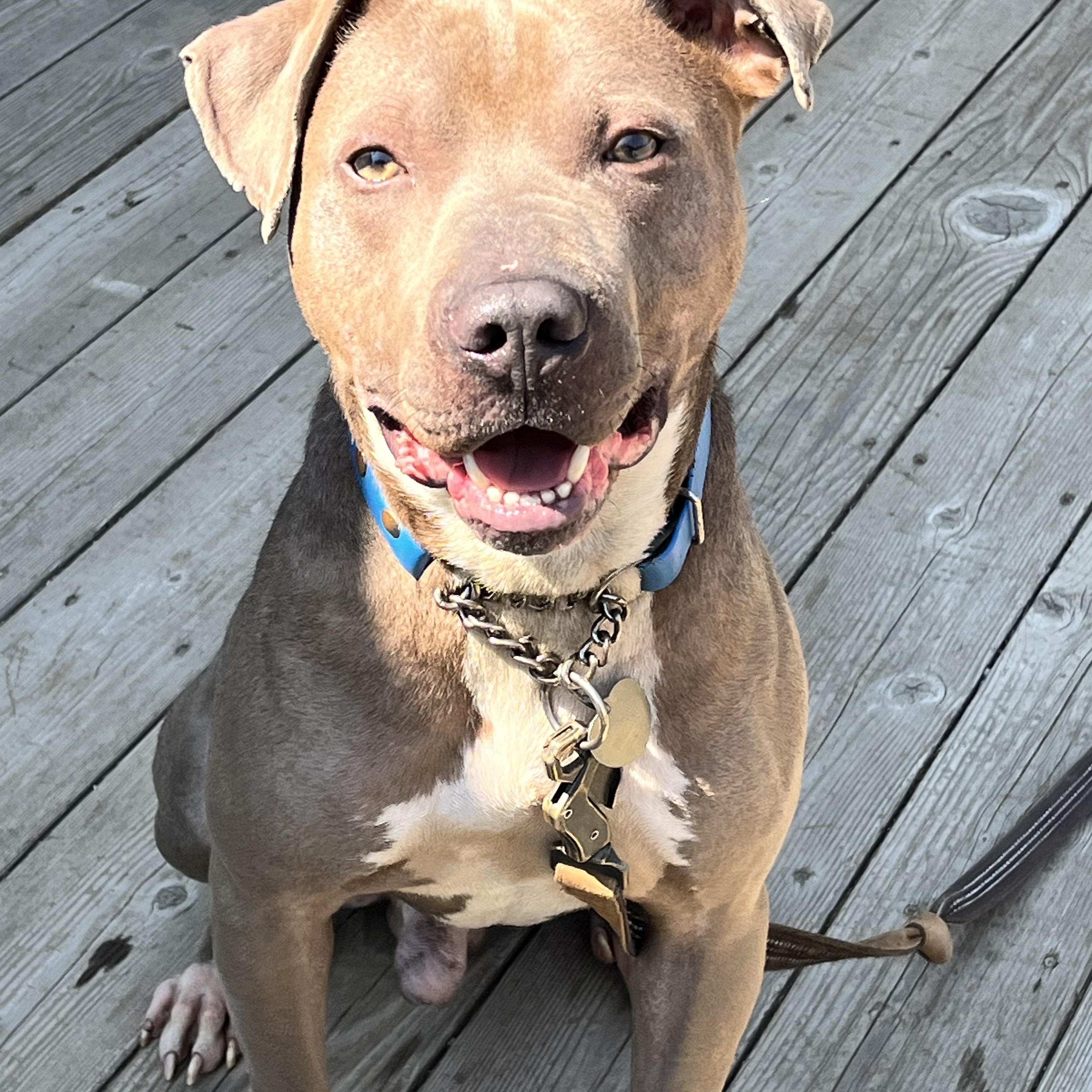 Enlarge BODIE, a ADOPTABLE mixed breed in Kennebunk , ME image 4/5