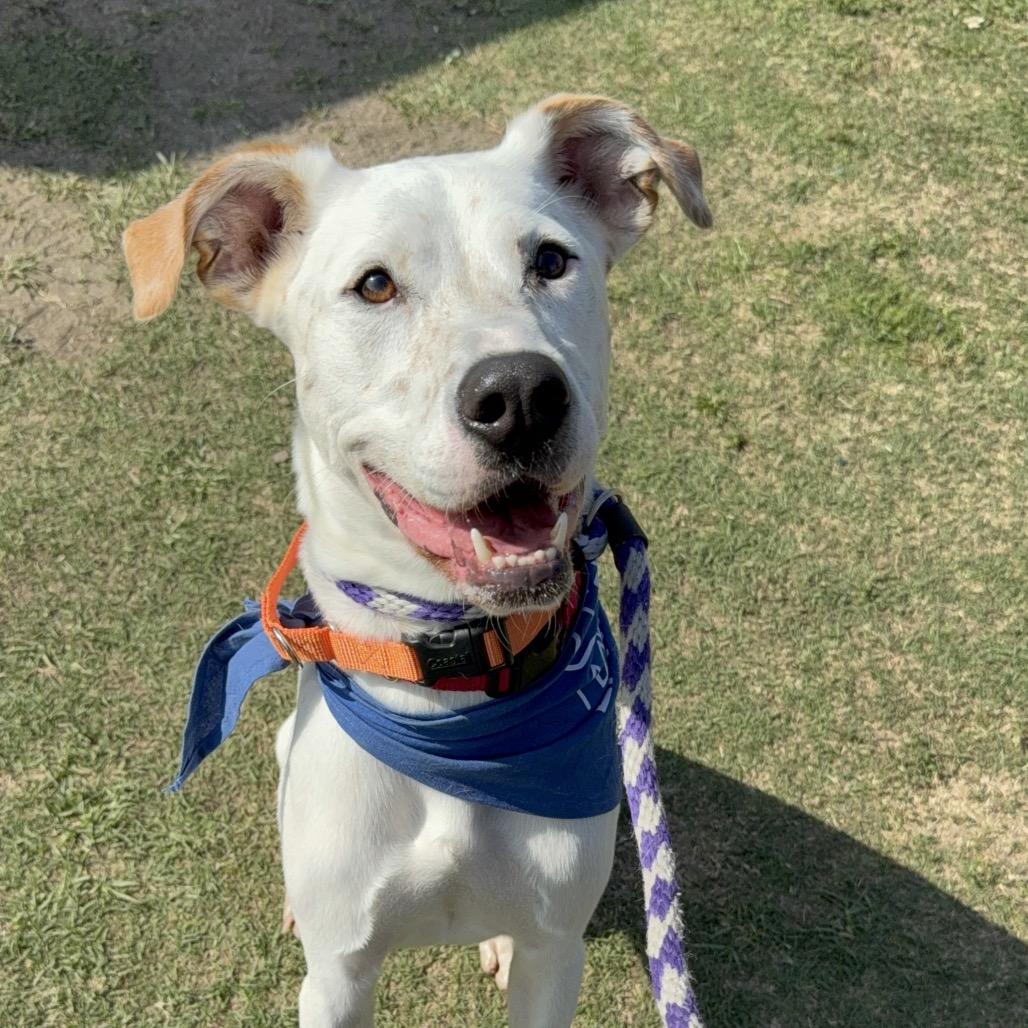 Dutch A2206431, Adoptable, Adult Male Mixed Breed.