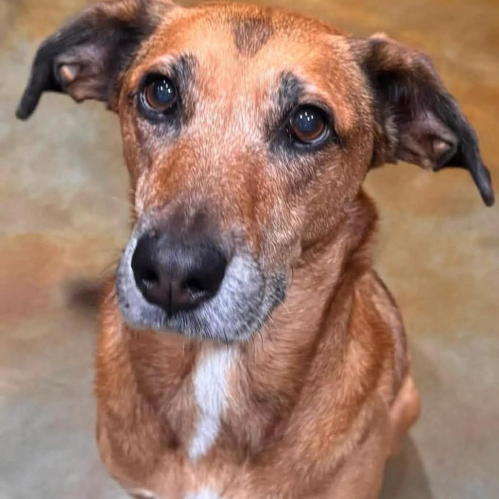 Maggie, Adoptable, Senior Female Labrador Retriever & Beagle.