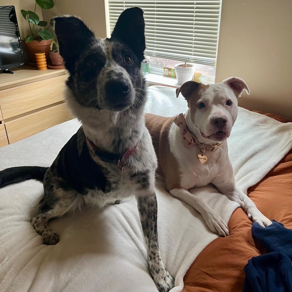 Aspen, an adopted mixed breed in Salem, OR image 2/5