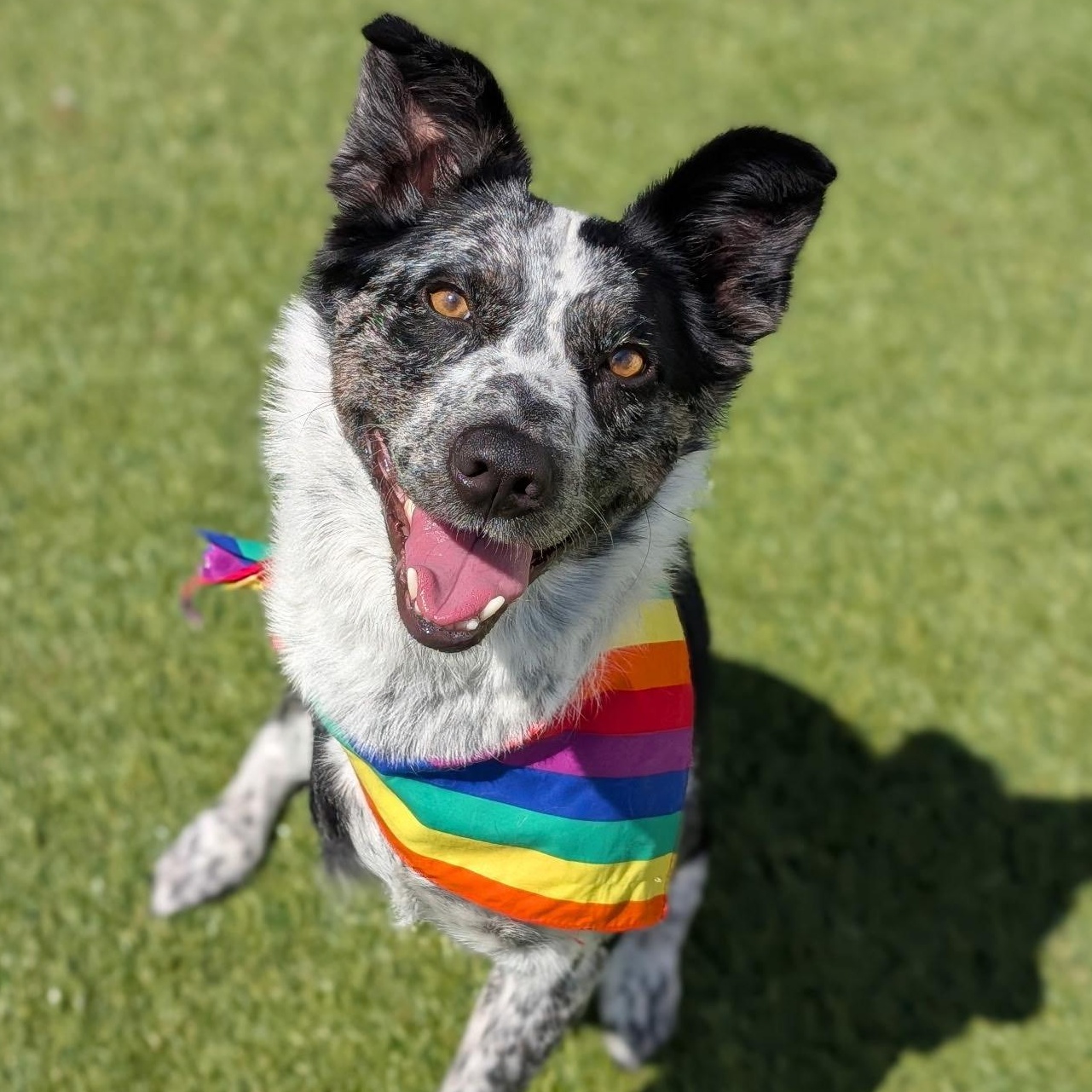 Aspen, an adopted mixed breed in Salem, OR image 1/5