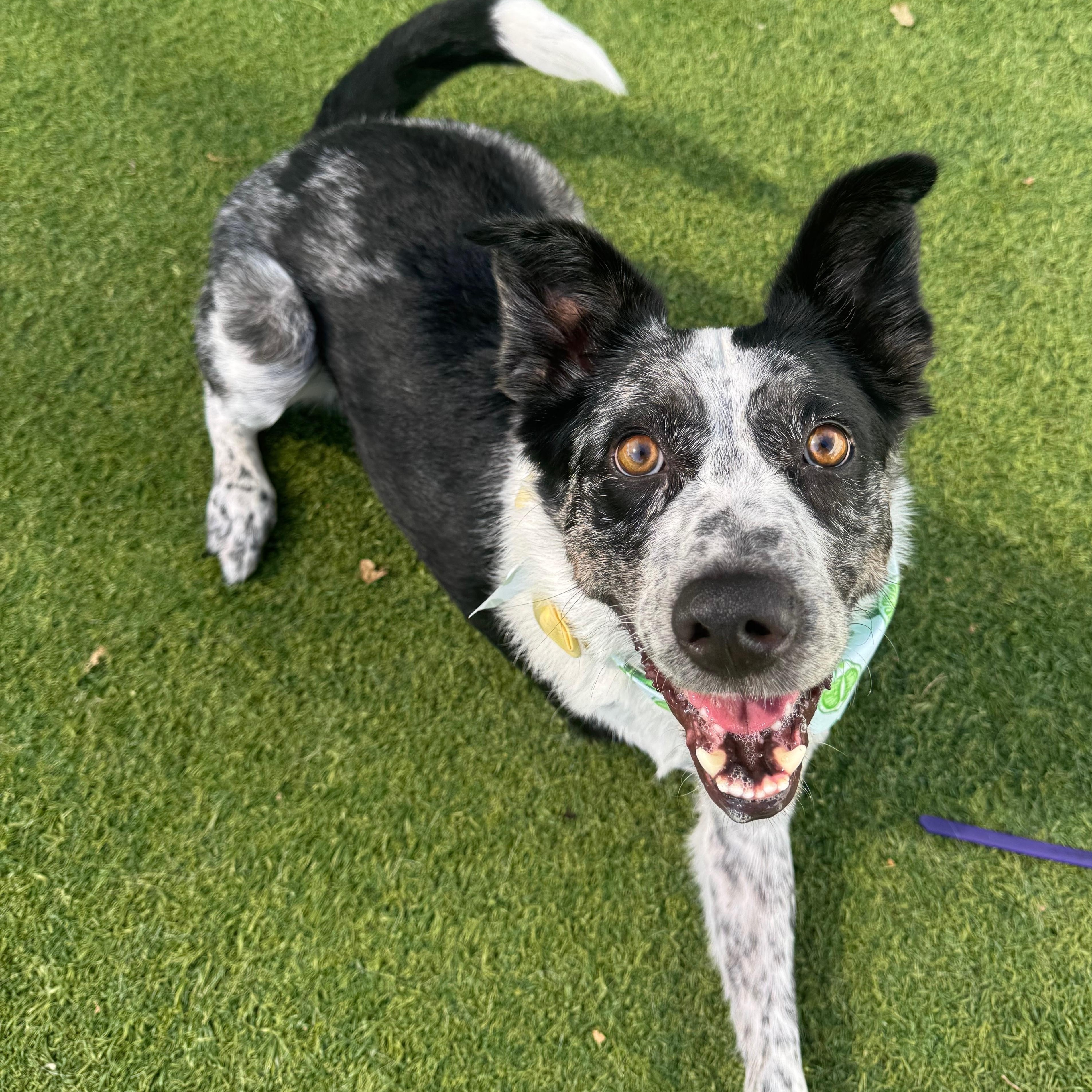 Aspen, an adopted mixed breed in Salem, OR image 5/5