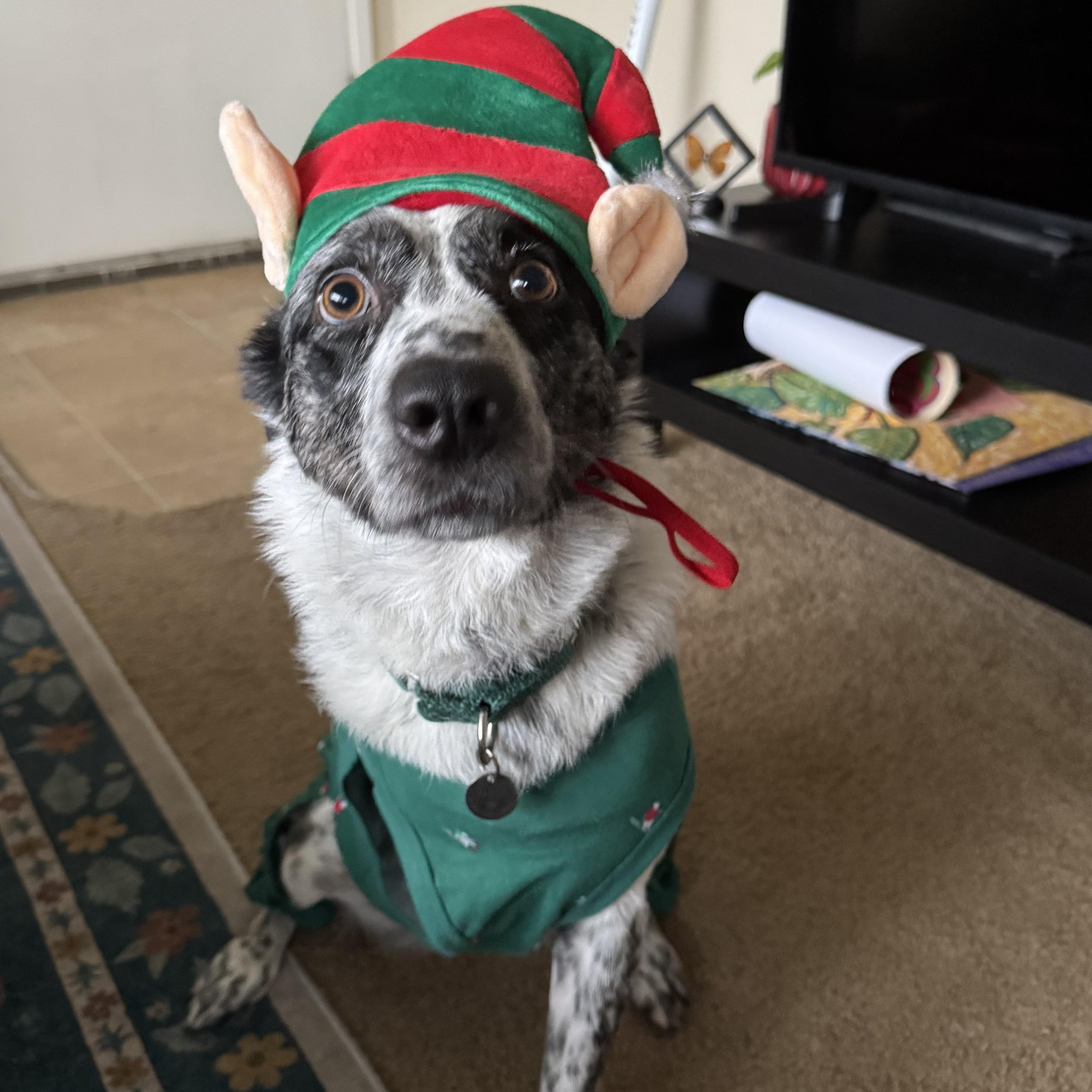 Aspen, an adopted mixed breed in Salem, OR image 3/5