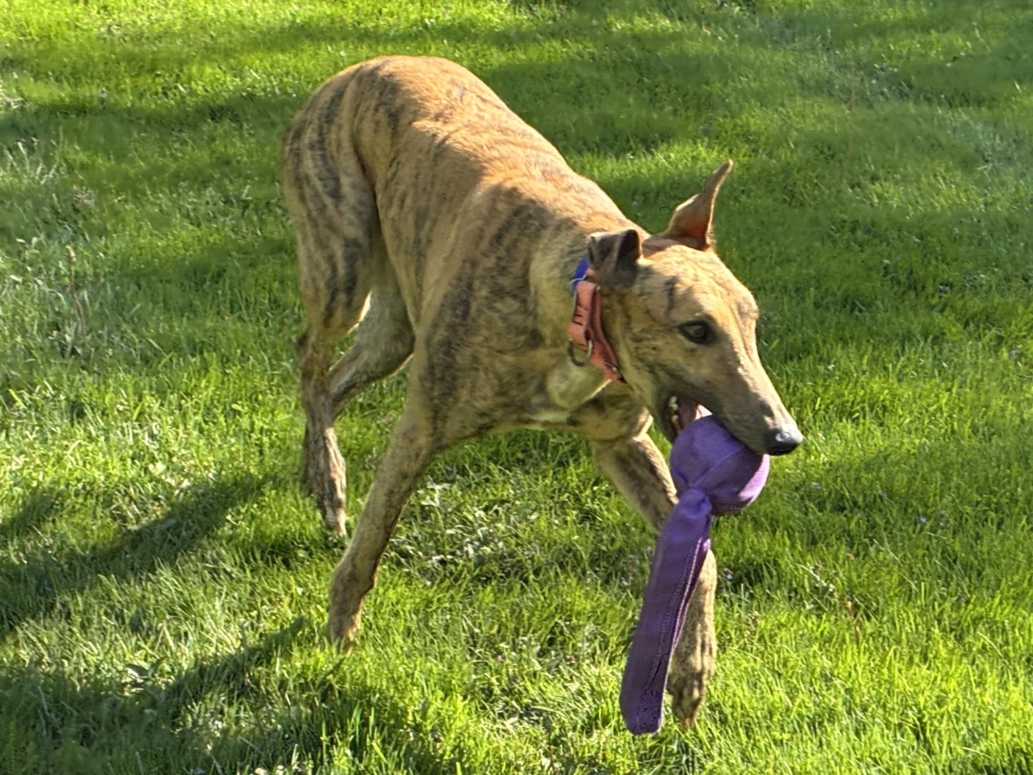 Enlarge Pringles Guy "Pringles", a Adopted Greyhound in Chagrin Falls, OH image 2/5