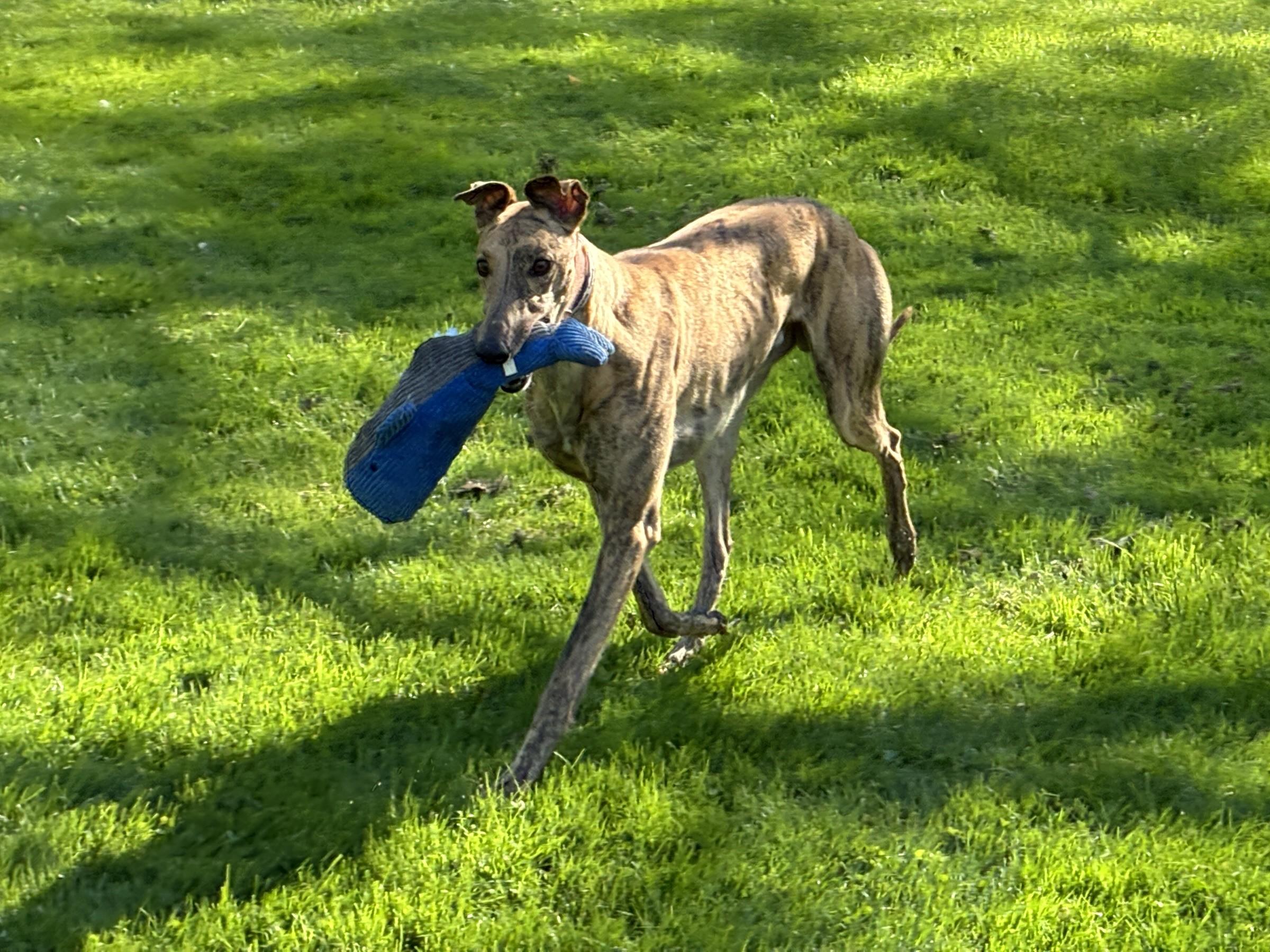 Enlarge Pringles Guy "Pringles", a Adopted Greyhound in Chagrin Falls, OH image 3/5