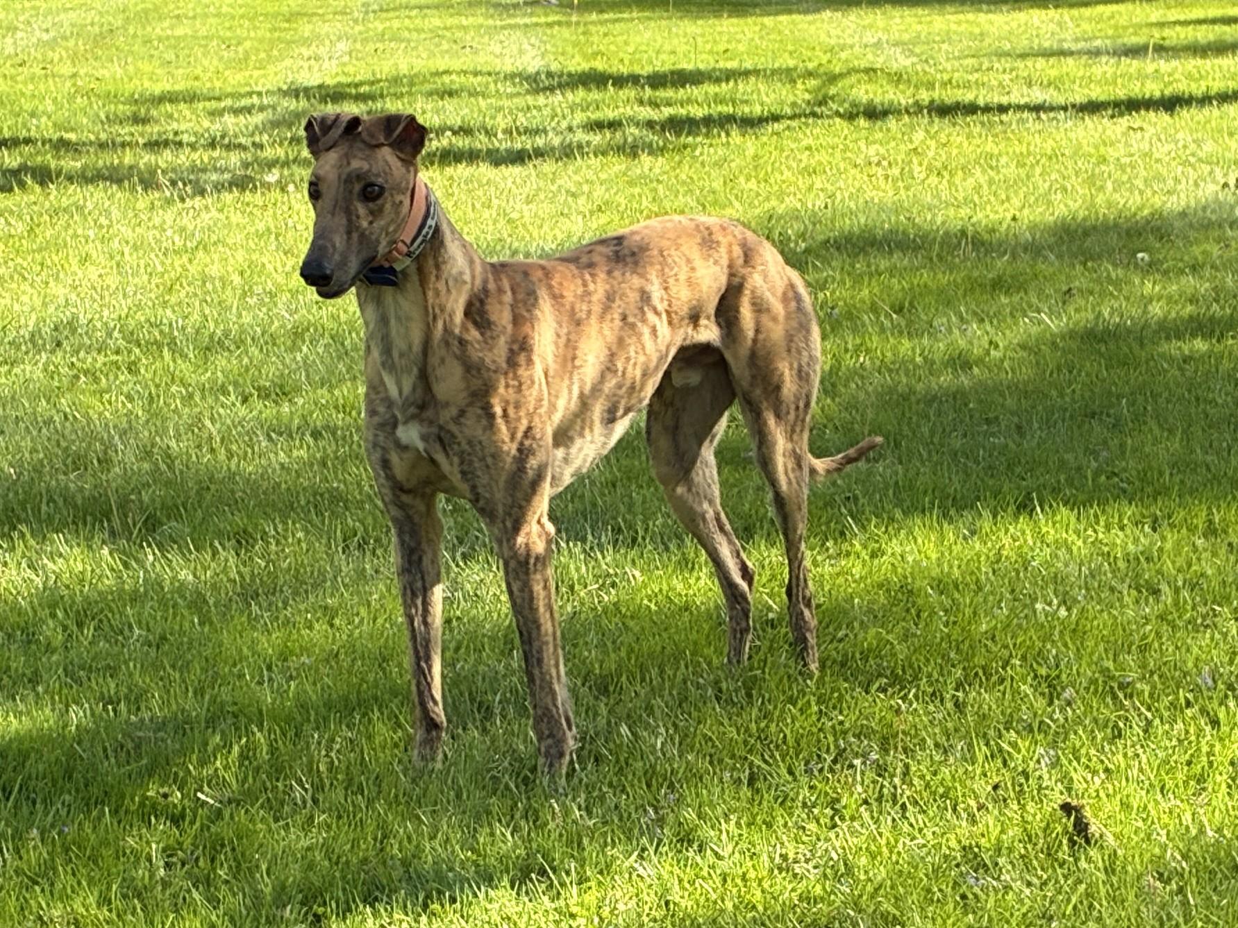 Enlarge Pringles Guy "Pringles", a Adopted Greyhound in Chagrin Falls, OH image 4/5