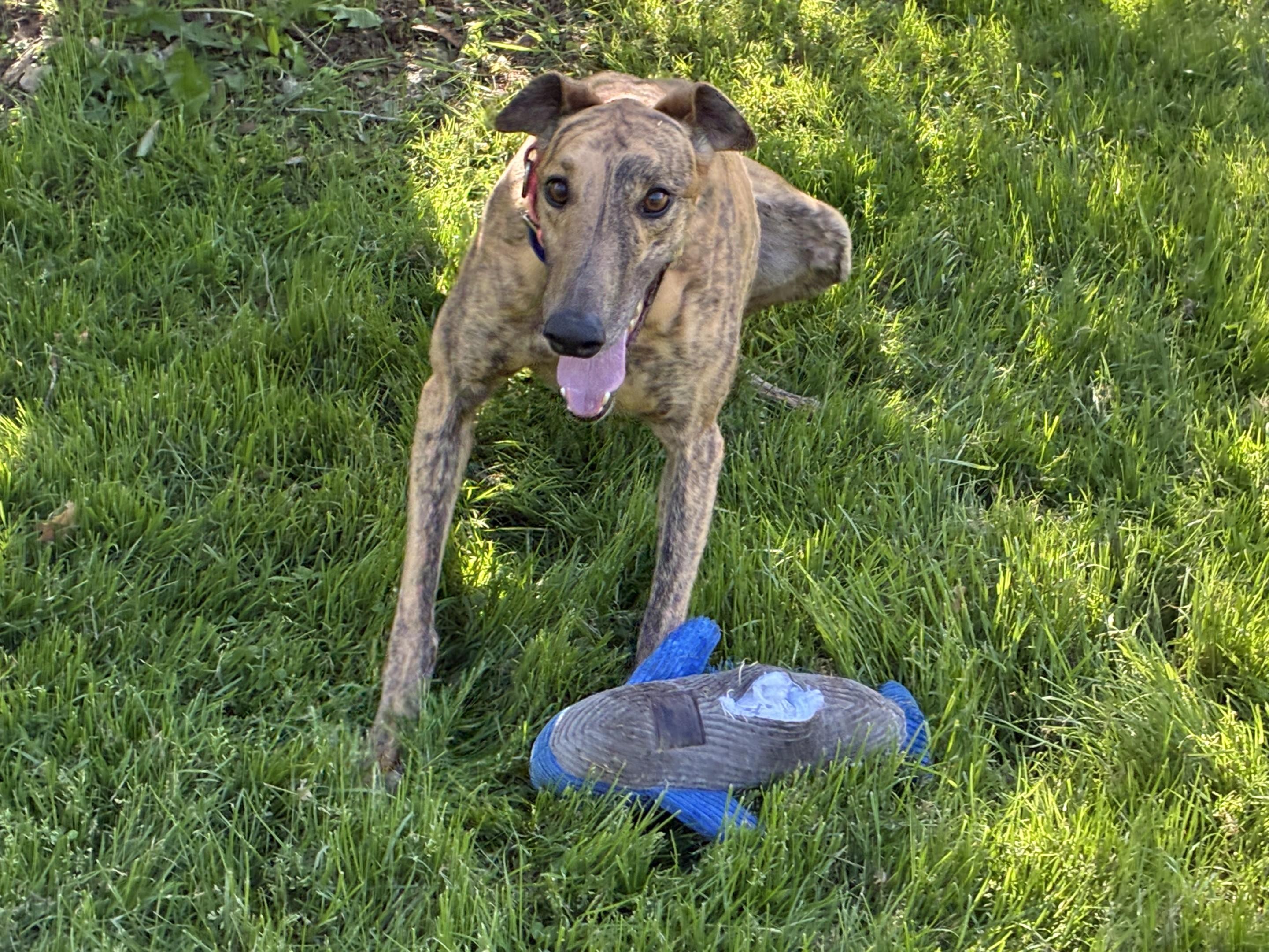 Enlarge Pringles Guy "Pringles", a Adopted Greyhound in Chagrin Falls, OH image 5/5