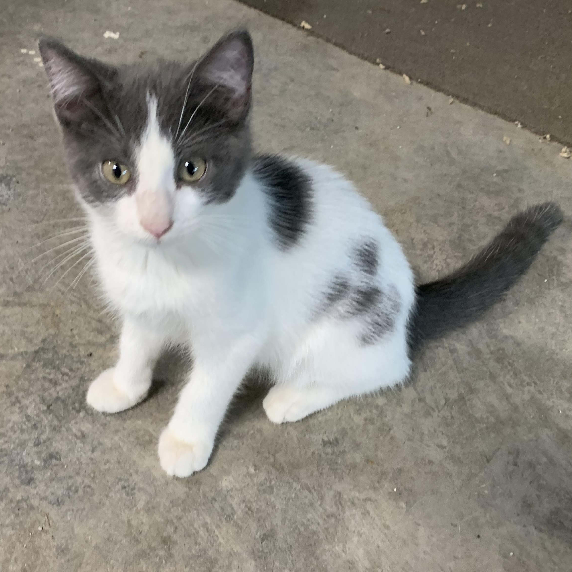 Georgio, Adoptable, Kitten Male Domestic Short Hair.
