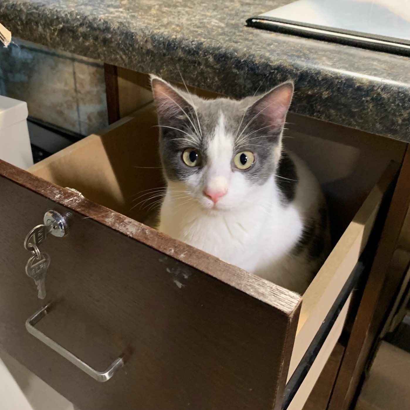 Enlarge Georgio, a Adoptable Domestic Short Hair in Stockholm, WI image 2/6